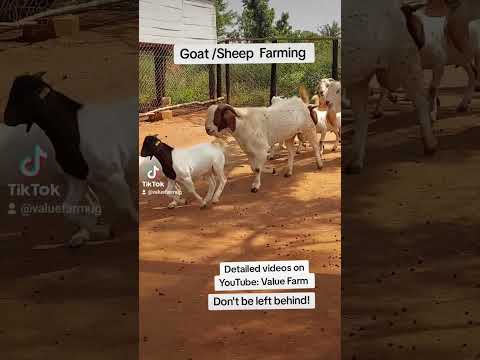 Separating Male Goats! Brilliant ideas in Goat farming! #farming #shorts