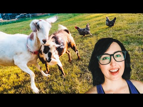 This LITTLE GOAT doesn't understand "NO" (neutered male meets the female herd)