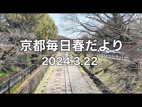 【2024.3.22】京都春の訪れを毎日更新中