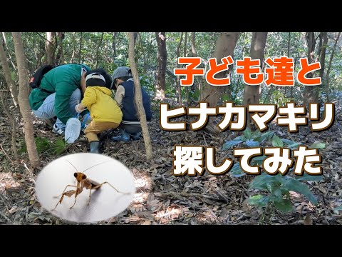 日本最小の激レアカマキリを見つけに行った結果...