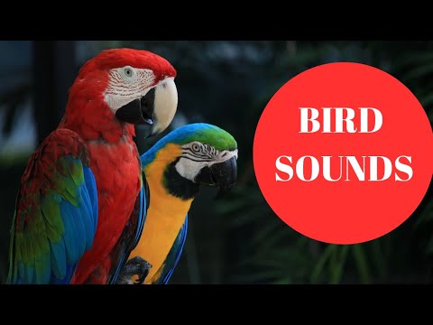 Birds sounds part 1 #birdssounds #brids #birdsvideoforkids #brightkidsworld #birdsnamesinenglish