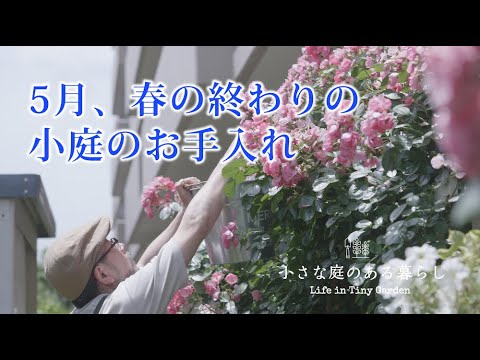 ガーデニング Vlog｜5月　春の終わりの小庭のお手入れ｜ 〜小さな庭のある暮らし 164〜Gardening ｜ Life in a tiny garden