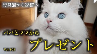 パパとママからのプレゼントに愛猫の反応は？？