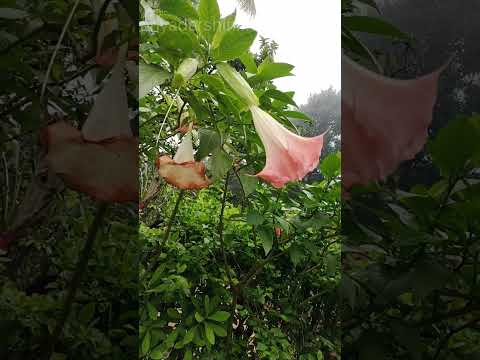 ఈ ఫ్లవర్స్ మీరు ఎప్పుడైనా చూసారా  #datura #flowers #beautifulflowers #shorts #priyadarshinifoodcourt