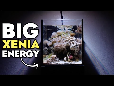 Despite the High Cost of Housing, Pests Live Rent Free in This 10 Gallon Nano Tank