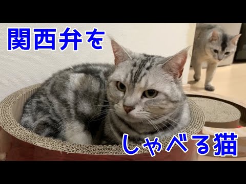 猫のあんなちゃんに爪とぎを買ってあげたけど・・・おしゃべりペット