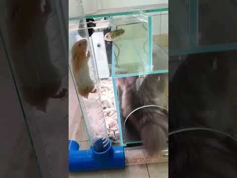 猫鱼鼠组成的海陆空鱼缸，猫不吃鱼，鼠不怕猫，鱼想吃鼠~