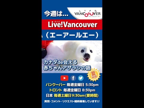 【赤ちゃんアザラシ】ライブ配信 Live!Vancouver🇨🇦 2022年11月4日5:30pm🇯🇵夏時間・日本は5日9:30am #Shorts