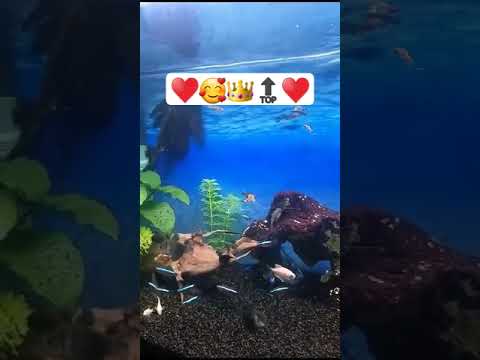 aquarium #shorts #aquarium #beautiful #adorable #aquarius #acvariu #fish #aquarius ♥️🥰♥️