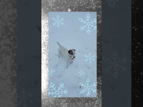 ❄️ SNOWBALL FIGHT!!!  #shortsfeed #dog #christmaspets