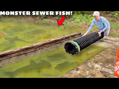 Trapping MONSTER Sharks and Piranhas in SEWER!