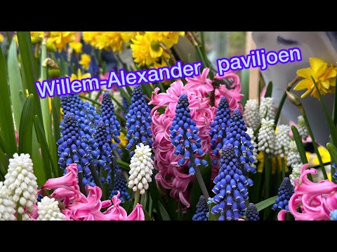 Willem-Alexander pavilion / 庫肯霍夫鬱金香公園內的玻璃花房 - 4-16-2024