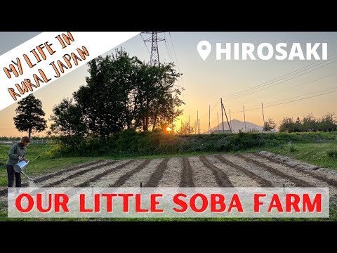 My Life in Rural Japan - Our Little Soba Farm in Hirosaki, Aomori