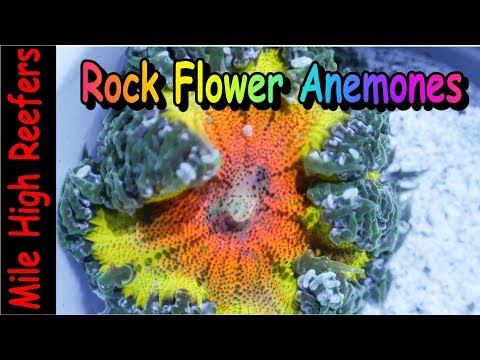 Rock Flower Anemone Care