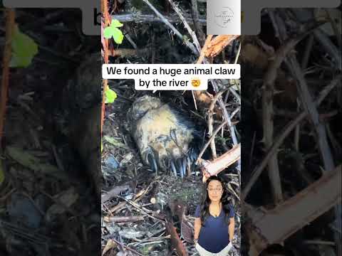 Hikers Find a Massive Animal Paw