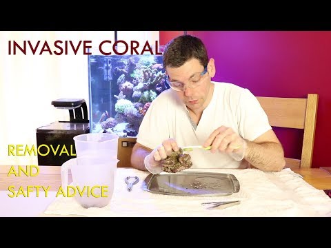 invasive coral removal