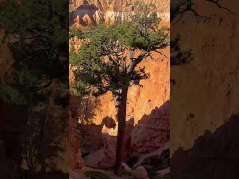 Amazing Navajo Loop and Queens Garden Trail into the Hoodoos. Bryce Canyon National Park #Shorts