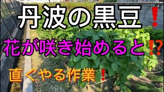 黒豆の花咲くと⁉️直ぐにやる作業❗️二点❗️