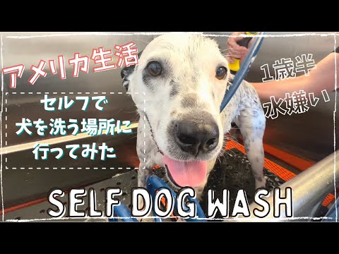 【＃アメリカ生活】水嫌いな愛犬をセルフの犬を洗える場所で洗ってみた/ Experienced at the Dog Self Wash