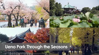 Ueno Park Through the Seasons