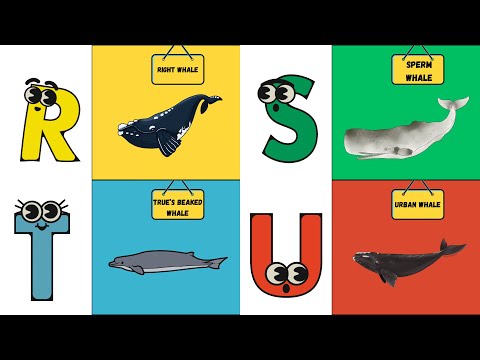 ABC Whale Song 🐳 | Learn About Amazing Whales A to Z! 🌊 | #abcd #kids