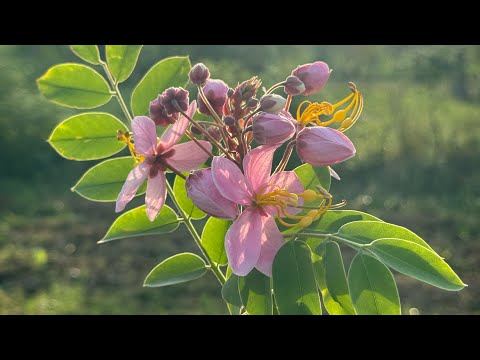 #cassia #bloom #pakistan #india #saudiarabia #uk #usa #dubai #australia #flowers #flowershop #viral