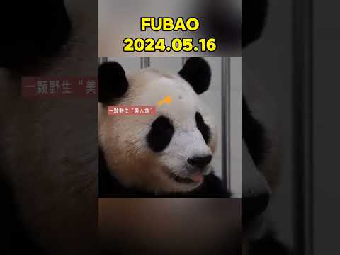 🐼FUBAO，2024.05.16