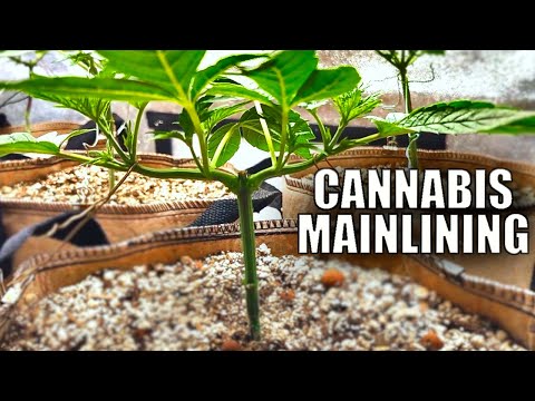 Mainlining Cannabis for Optimum Growth  | Wedding Cake Grow Week 8