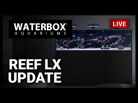 Episode 144 - REEF LX Update