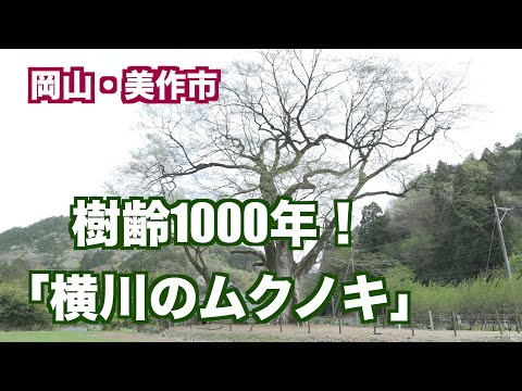 必見！ 樹齢1000年！「横川のムクノキ」岡山・美作市滝宮（映像ジャーナリスト宮﨑　賢）