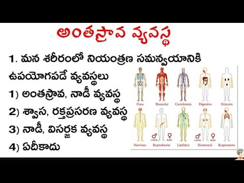 అంతస్రావ వ్యవస్థ | Excretory System Practice Bits Telugu | Biology bit bank | Dsc TET