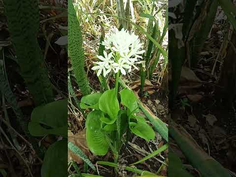 White wild flower #wildflower