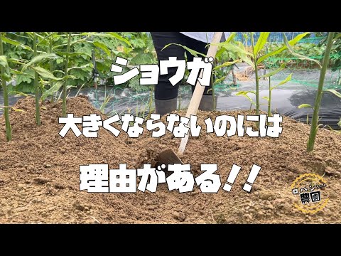 【生姜】の育て方　〇〇されると生姜が育たない！？【追肥】と【土寄せ】が大きな生姜をつくる！！【農家の家庭菜園】【有機】でも大きく育つ