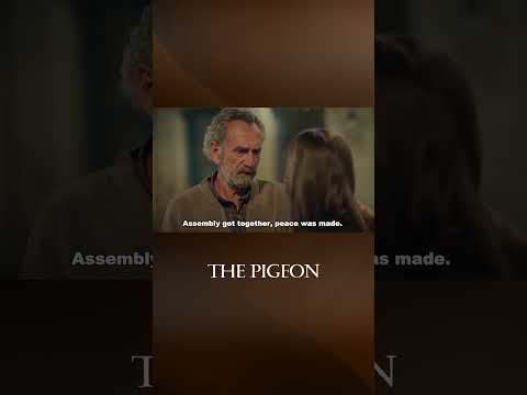 Zuluf learns that she'll get married - The Pigeon #shorts