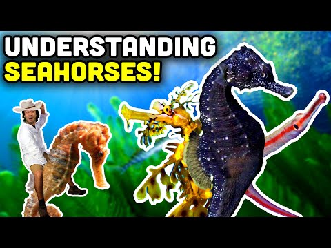 Talking Fish: Seahorses, Pipefish, and Sea Dragons! The Syngnathidae Family!