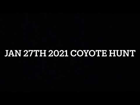 Coyote hunting with greyhounds ( Huge Coyote)