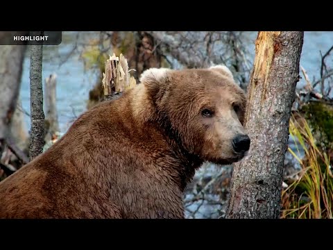 Riffles - Katmai National Park | Season Highlights 2024