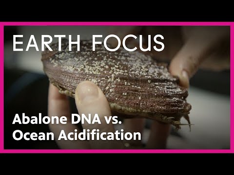 How Abalone Genes Could Help Marine Life Survive Our Changing Oceans