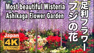 🇯🇵４K Most beautiful wisteria in the world Ashikaga Flower Garden Japan  2022 足利市 あしかがフラワーパークのフジ 藤 栃木