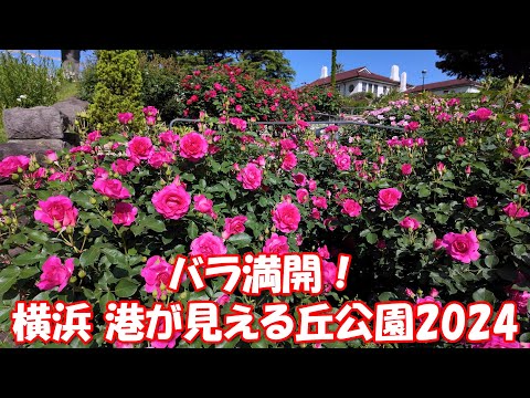 【4K】バラ満開！＠横浜 港が見える丘公園2024