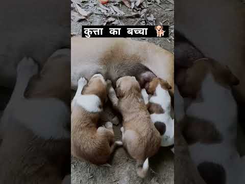 कुत्ता का बच्चा 🐕😱🔥| #trending #viralvideo #youtubeshorts #dog #love #status