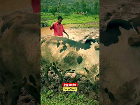 The Farming #sangnand #youtubeshorts #farming