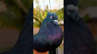 🤲🥰#pigeon #pigeonfan #bird #kabutar #pigeonloves #birdspecies #pigeonwings #pigeonbird #kabootar