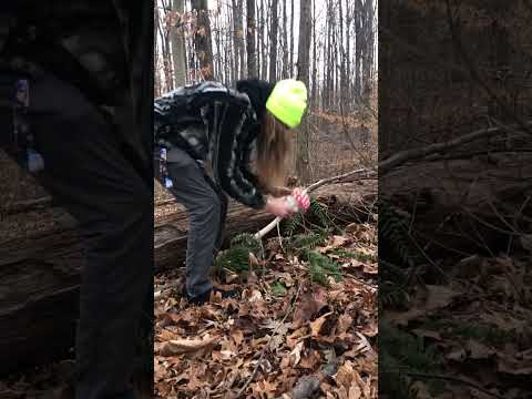 Amanita Muscaria Found in The Woods | is it Edible? #short #shorts