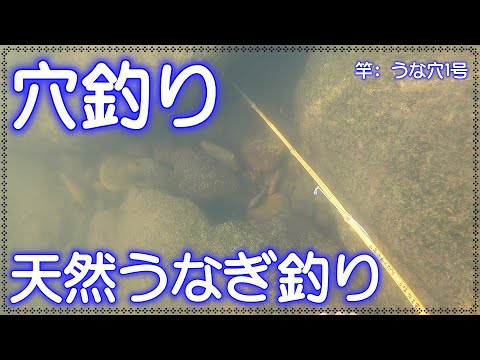 天然うなぎ釣り　うなぎの穴釣り　【水中映像】ドバミミズ使用