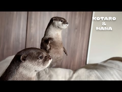 Otters Find A Cute Visitor on the Balcony