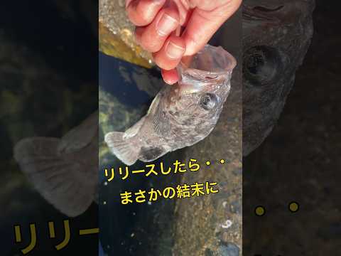 釣った魚をリリースしたらまさかの結末に。穴釣りの神様。#shorts