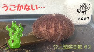 【エゾバフンウニ】ウニが動かない・・・【ウニ観察日記　♯2】