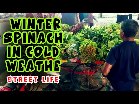 Is This Street Vendor Selling the BEST Winter Spinach in Town?