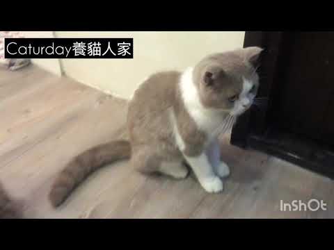 台中》療癒貓餐廳- Caturday養貓人家